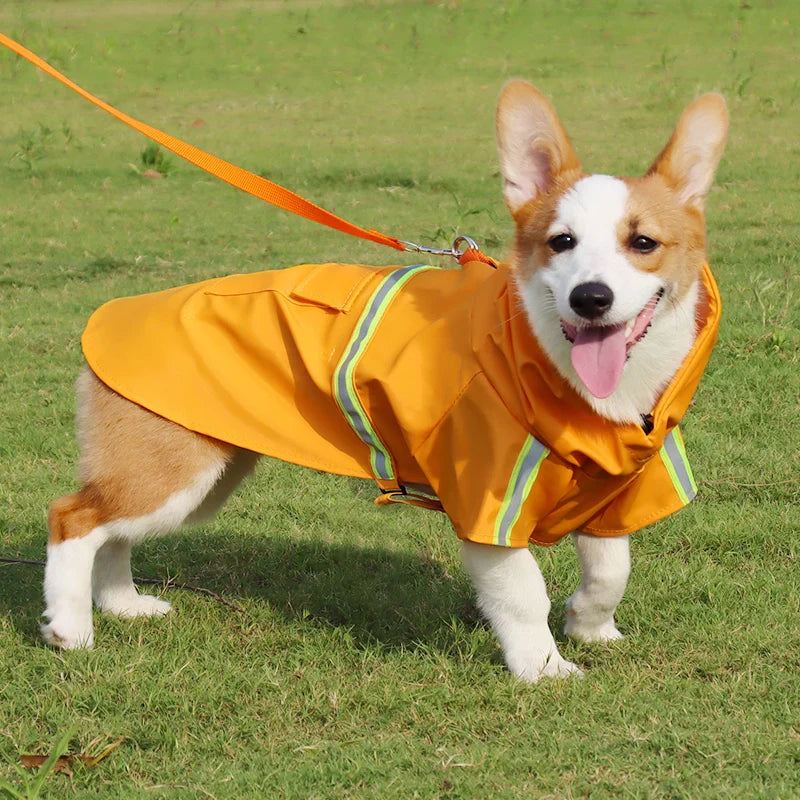 For Dogs